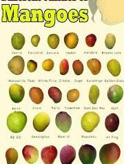 Exploring the Delicious World of Mango Varieties