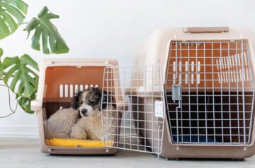 Comfort and Convenience with the Best Dog Holder Sling
