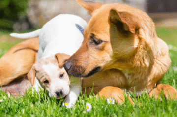 4Health Dog Food: A Trusted Choice for Healthy Pets