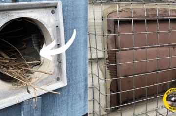 Where to Find Affordable Pets and Bird Removing Experts in Bellevue
