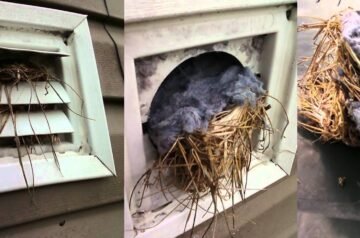 Where to Find Affordable Pets and Bird Removing Technicians in Bellevue
