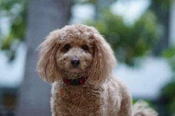 Natural Puppy Food: A Smart Start for a Healthy Life