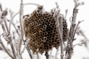 Should You Remove a Bee Nest in Winter?