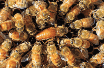 Queen Bees for Sale AU | Trusted Honey Bees for Sale