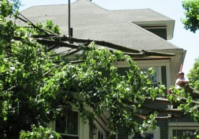 BBD Tree Service
