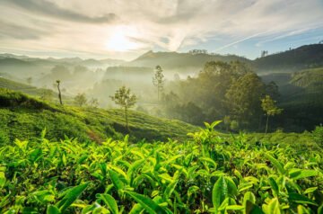 Kochi to Munnar cab price | Check Taxi Fare & Book Online