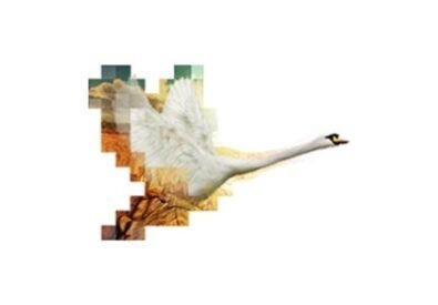 Cygnet Painting LLC