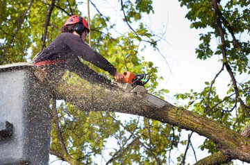Reliable Tree Service for Every Property Type